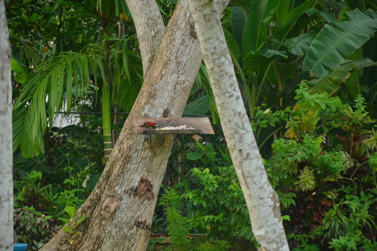 Nature Paradise Villa Balapitiya Exterior foto